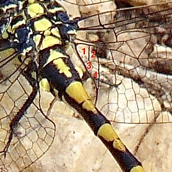 large pincertail